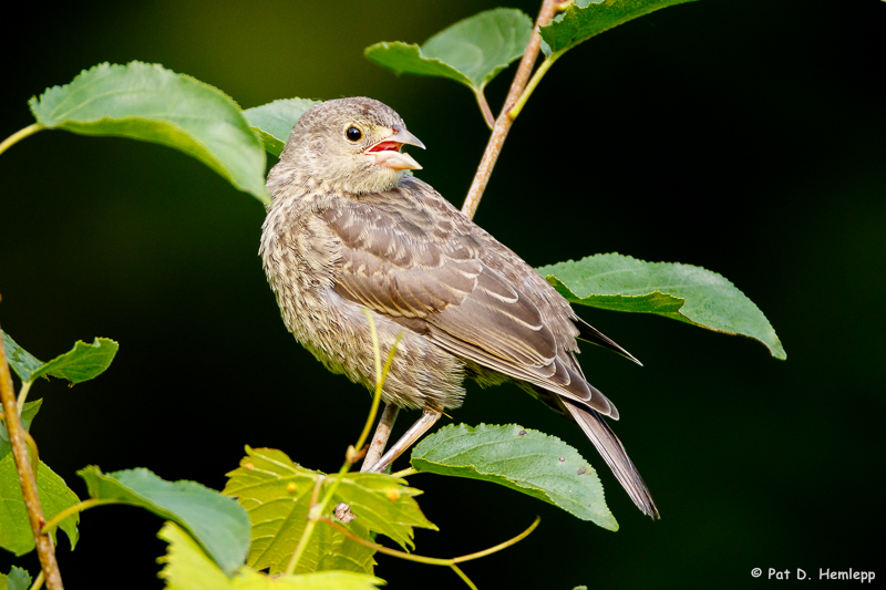 Young Cowbird