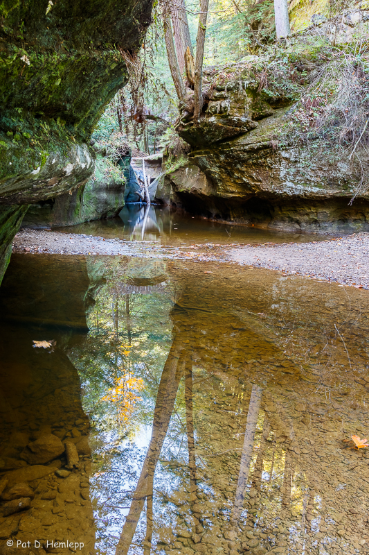 Forest reflection