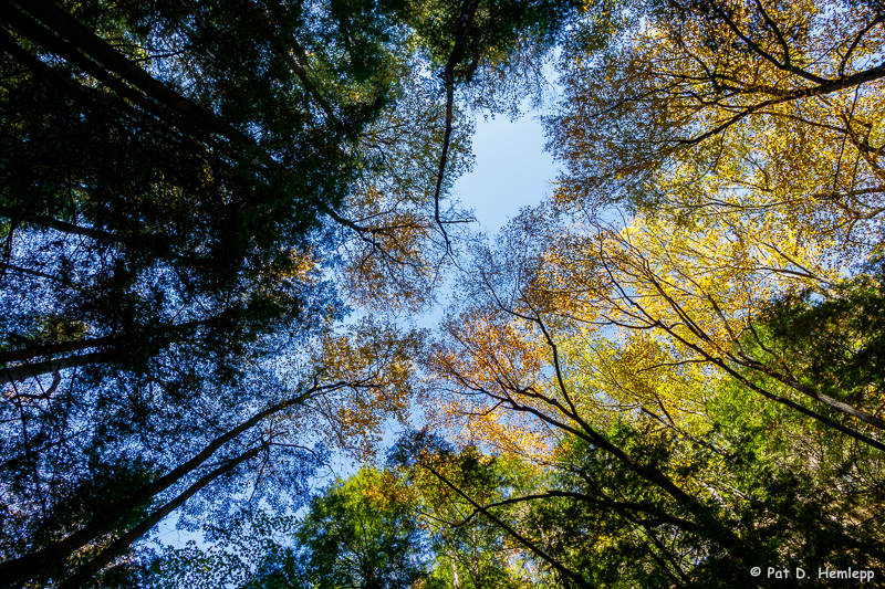 Looking up