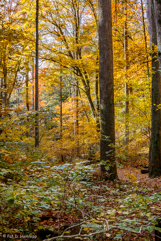 Forest scene