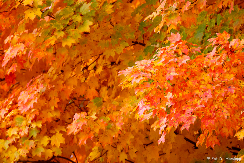 Bright leaves