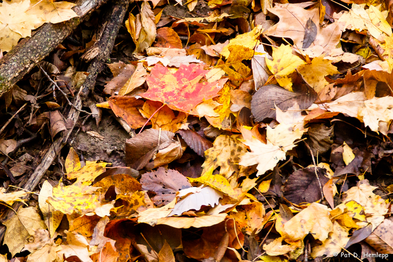 Leaves on ground