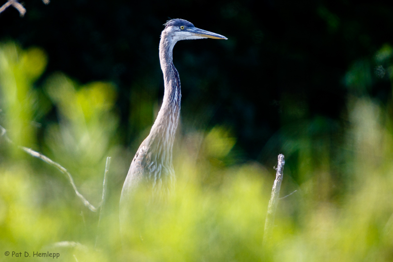 Behind grass