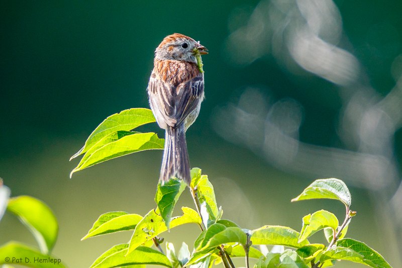Perched with food
