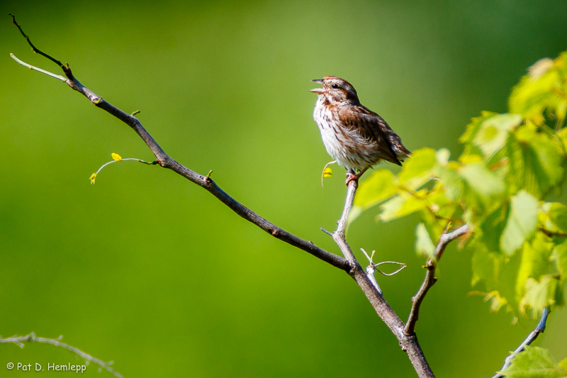 Singing