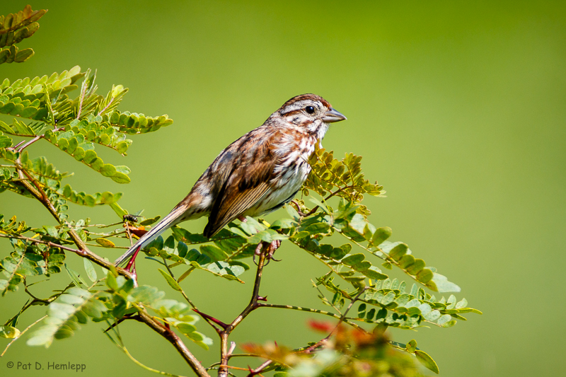 Sparrow on green
