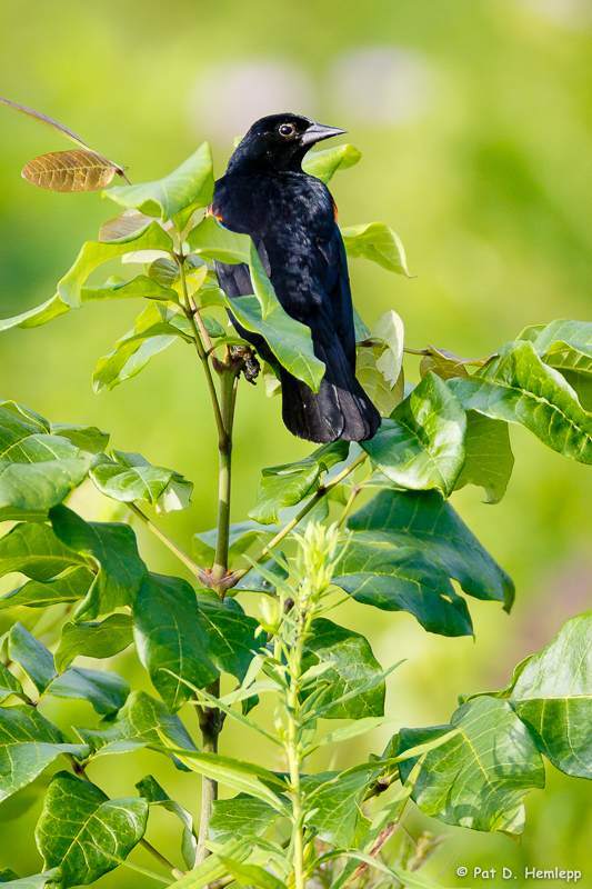 Blackbird and leaves