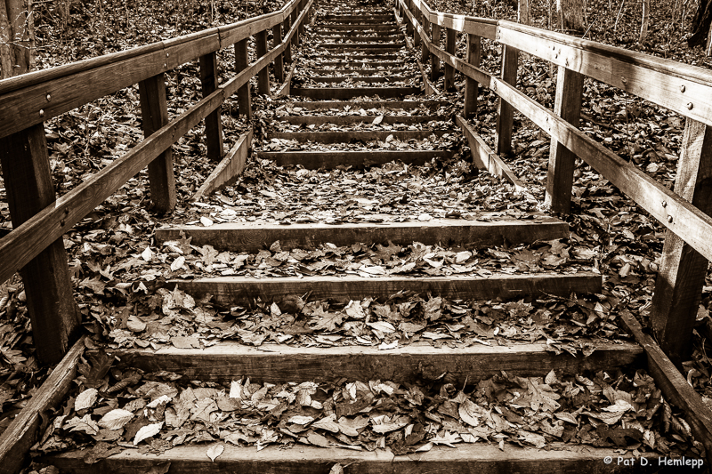 Leaf-covered steps