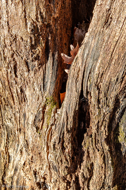Rotting stump