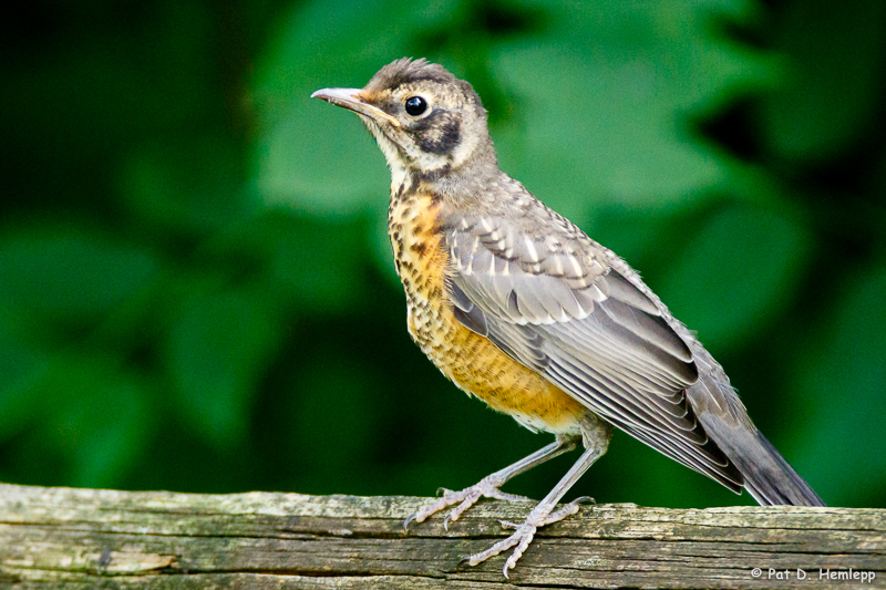 Young Robin