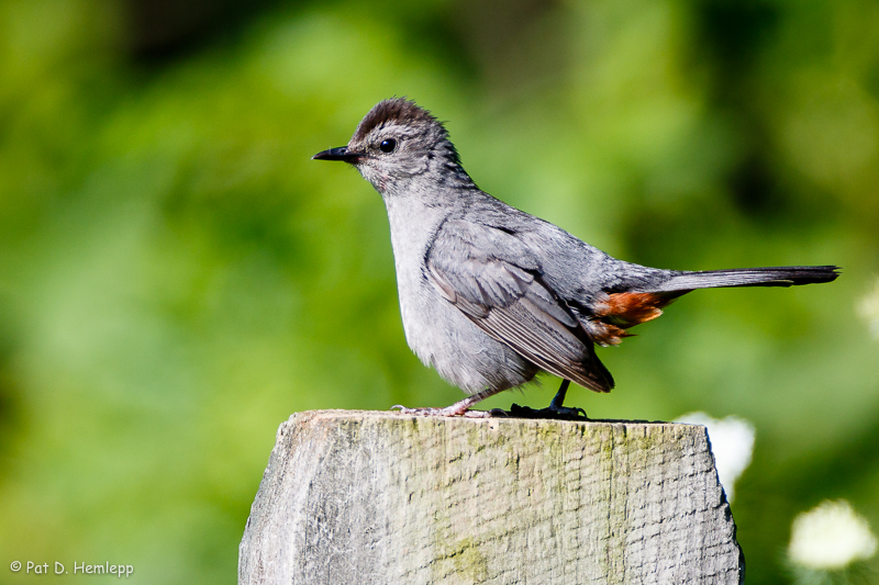 Post perch