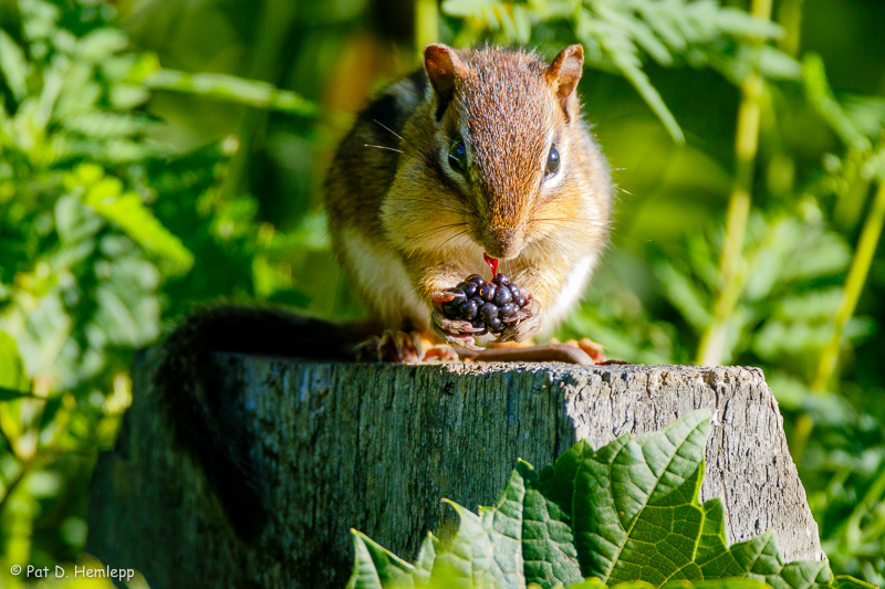 Blackberry meal