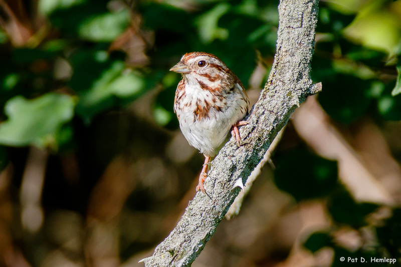 Vertical perch