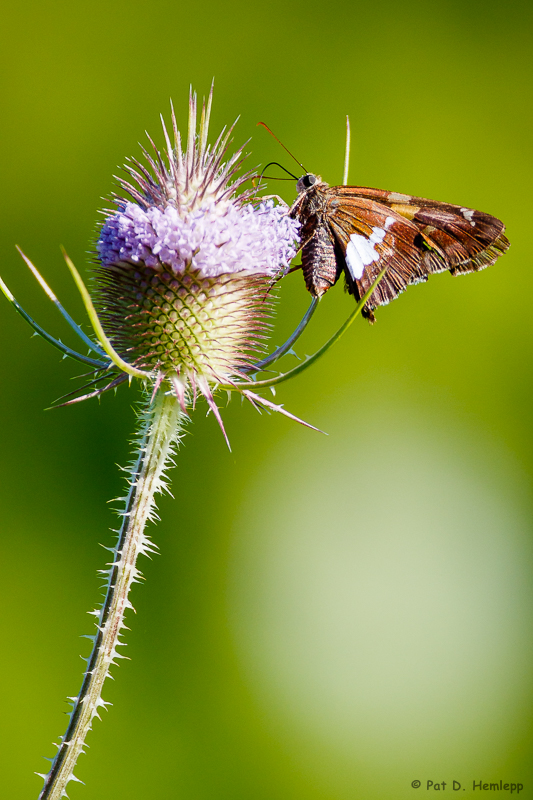 Skipper on teasel