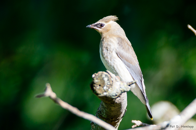 On a limb