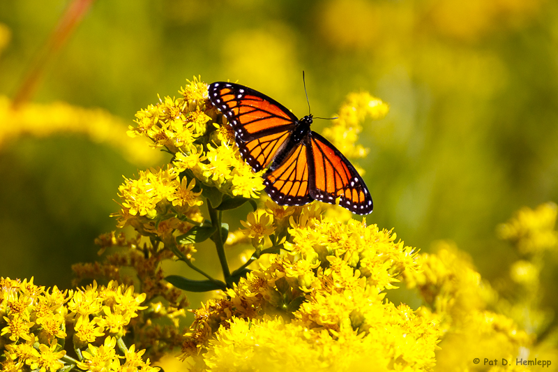Orange and yellow