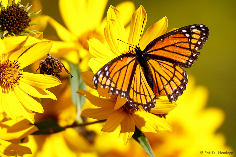 Ragged monarch