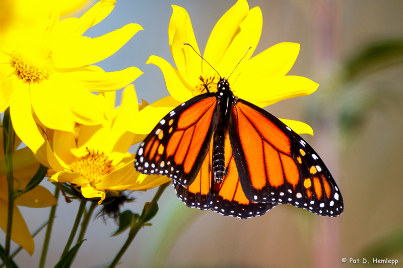 On a flower