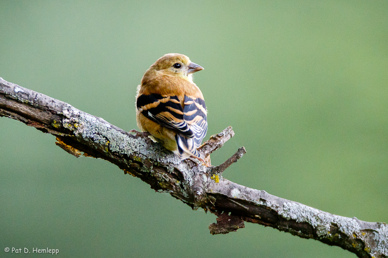 Young Goldfinch