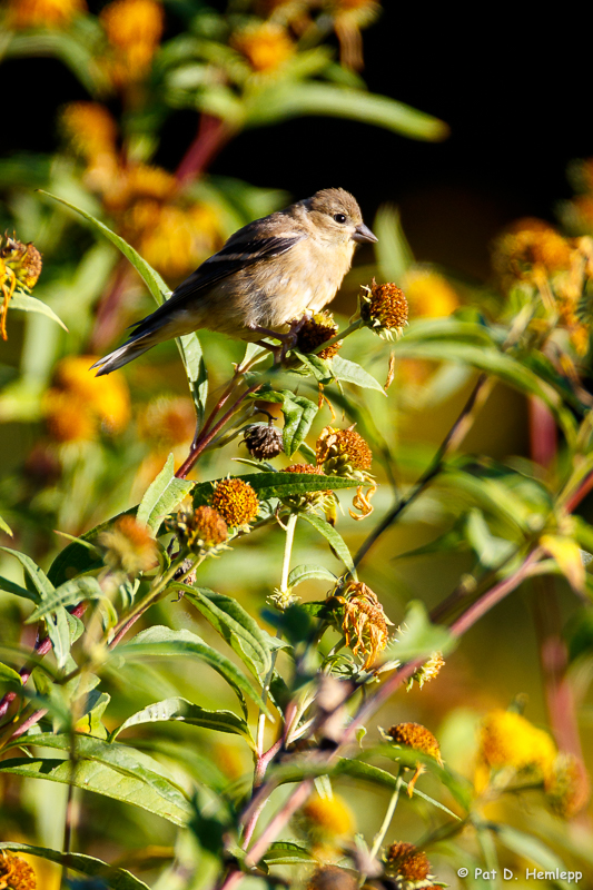 With flowers