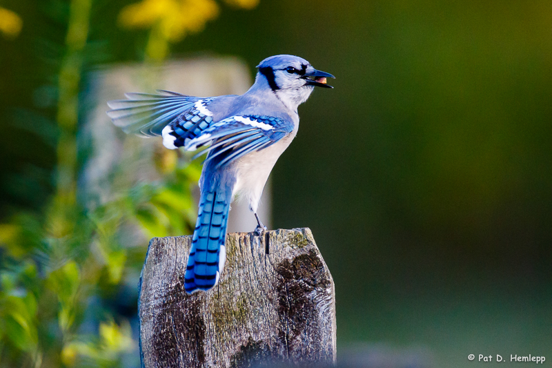 Ready for takeoff