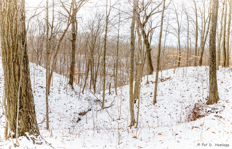 Snow in the woods
