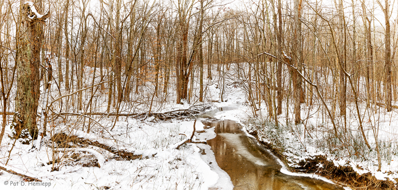 Wintry woods