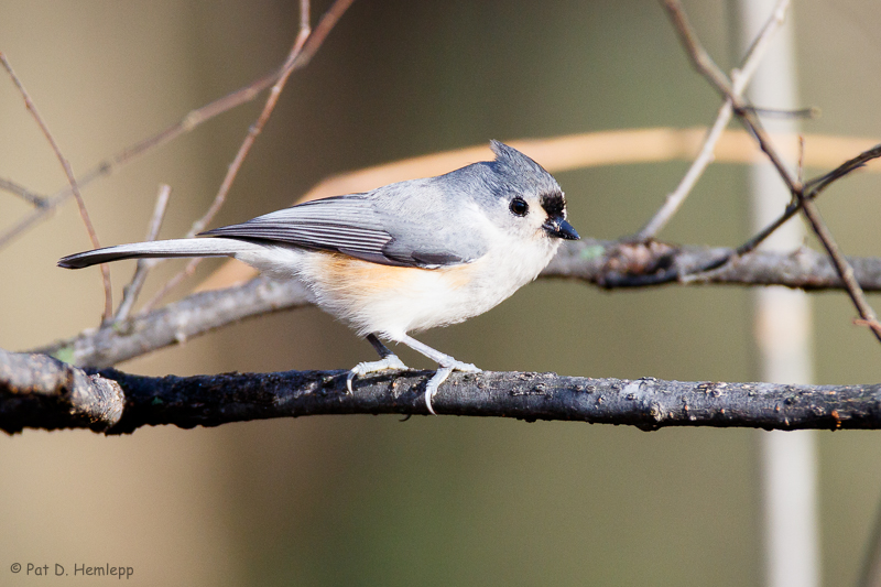 Titmouse profile