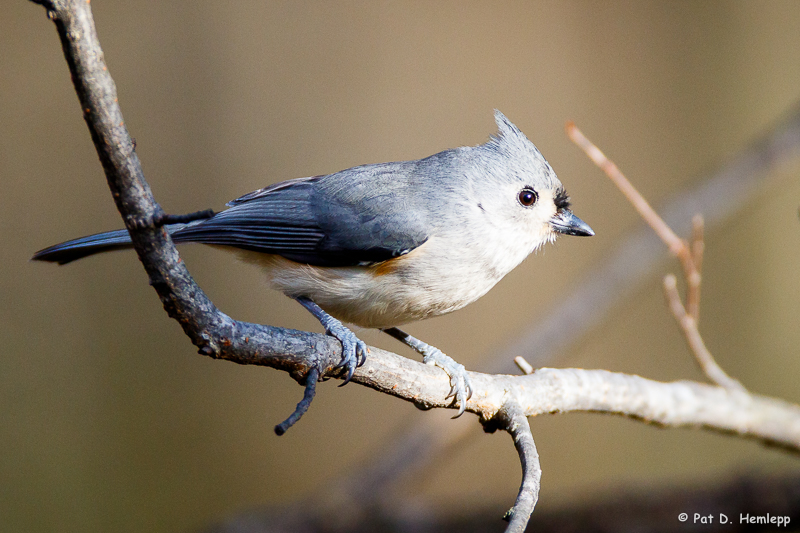 On a limb