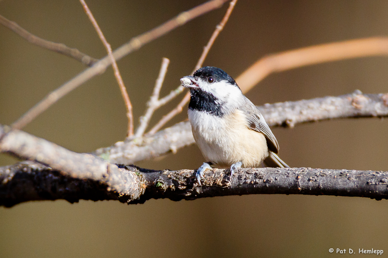 Chickadee with seed