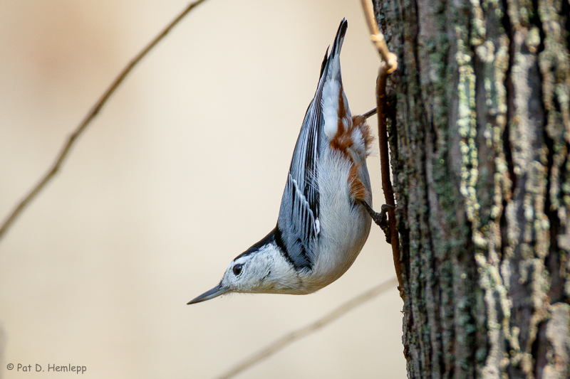 Hanging on bark