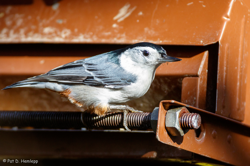 Nuthatch on feeder