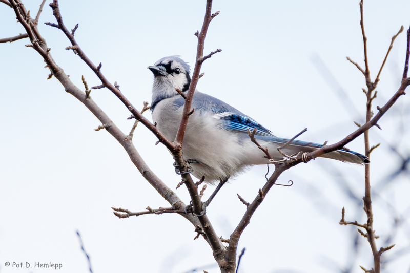 In a tree