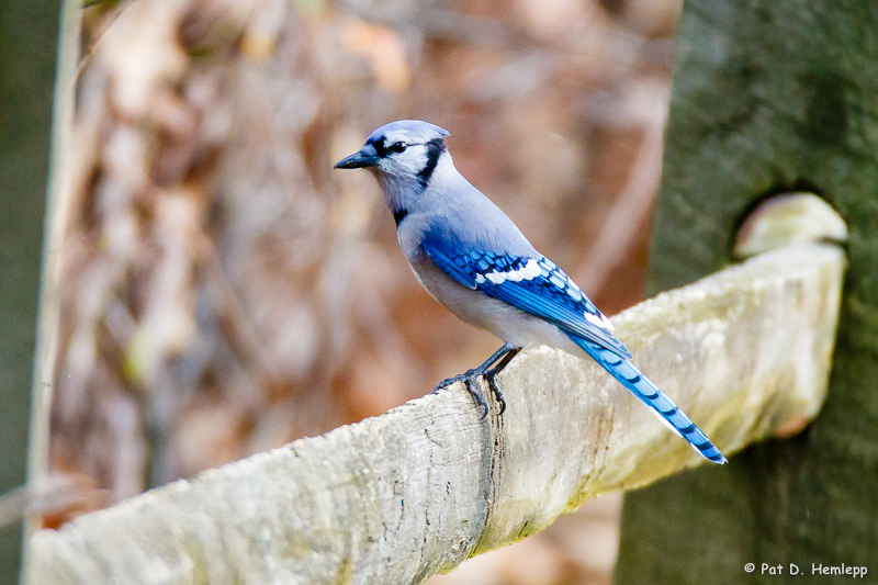 Blue Jay on rail