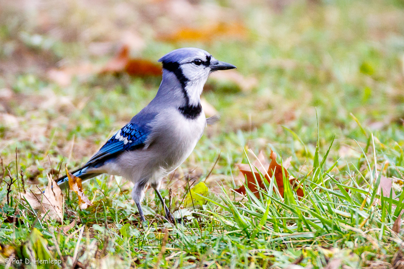 Jay on ground