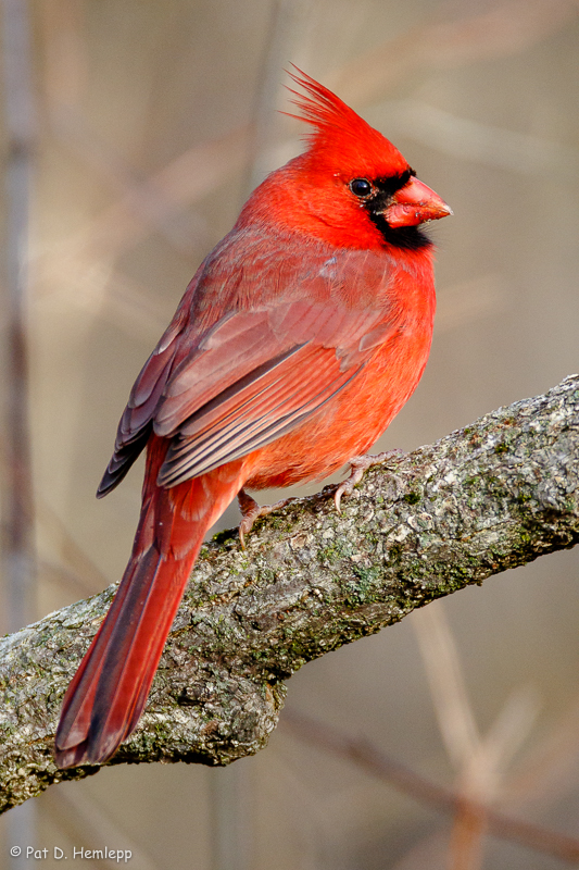 Male Cardinal