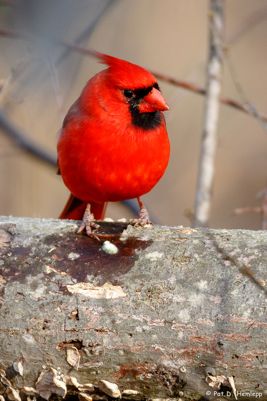 On a limb