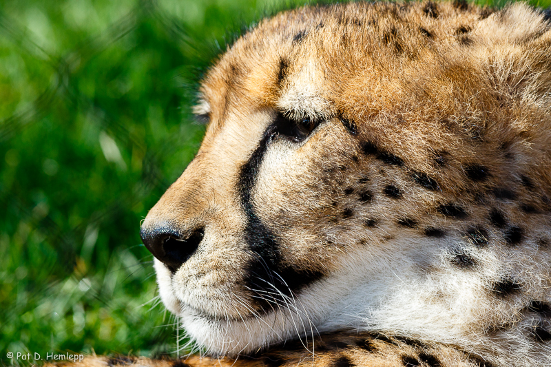 Cheetah profile