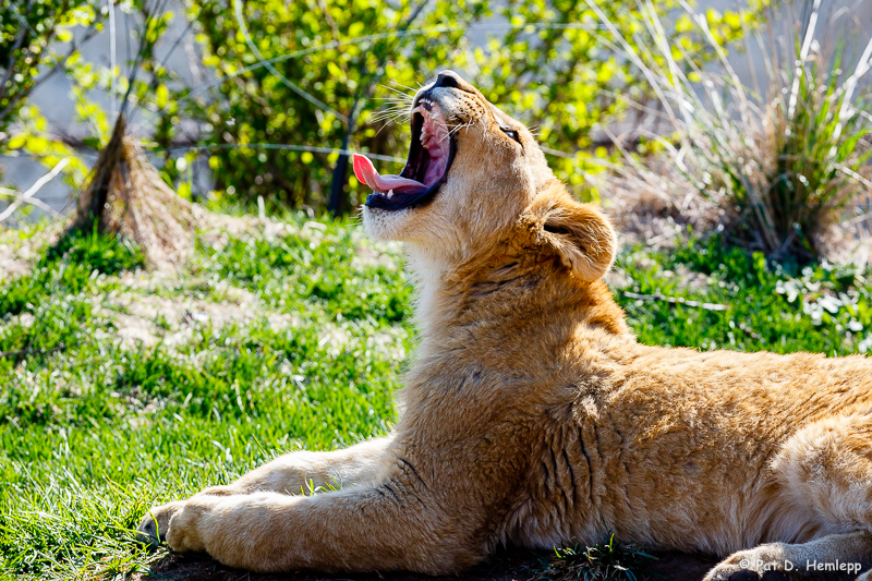 Big yawn