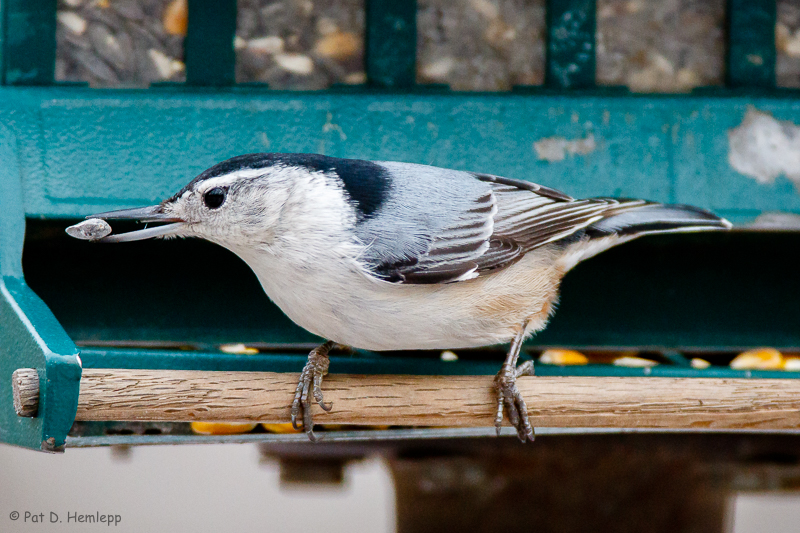 Visiting a feeder