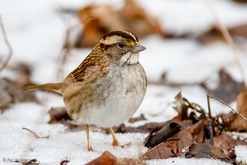 Winter morning