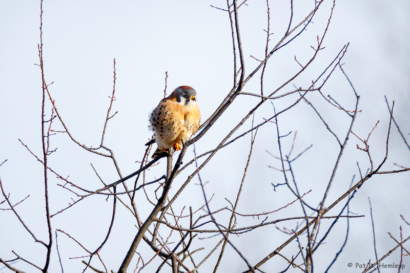 Kestrel in winter