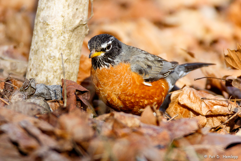 Robin in leaves