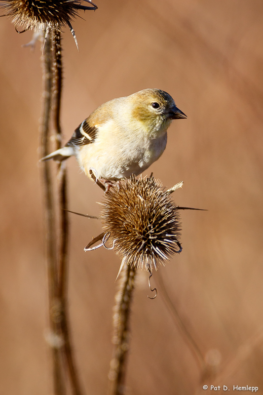 In a brown field