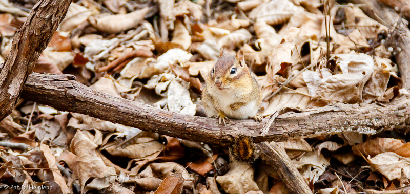 Chipmunk and leaves