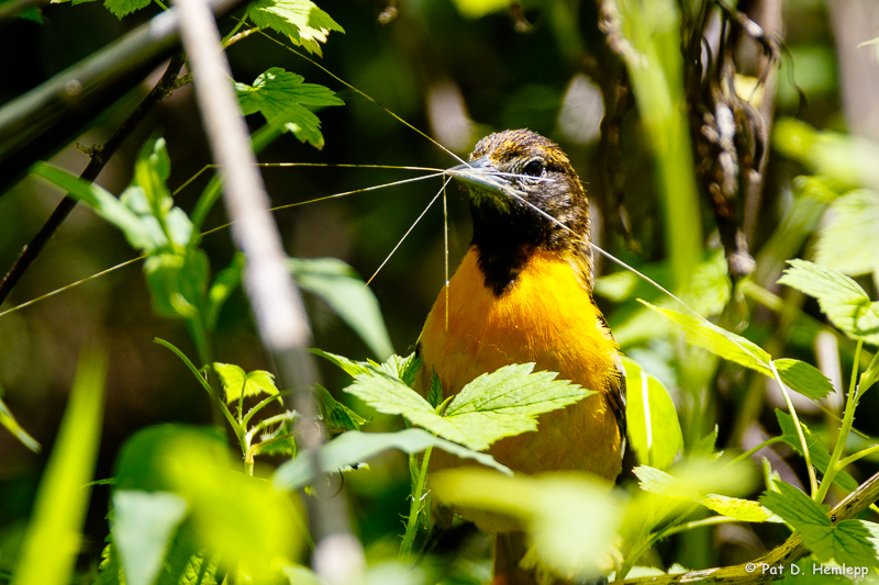 Nesting material