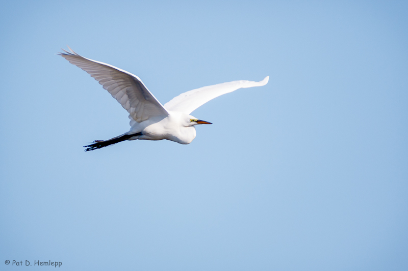 White in flight