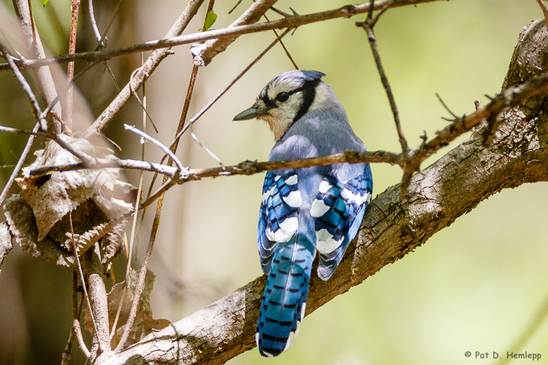 Hiding Blue Jay
