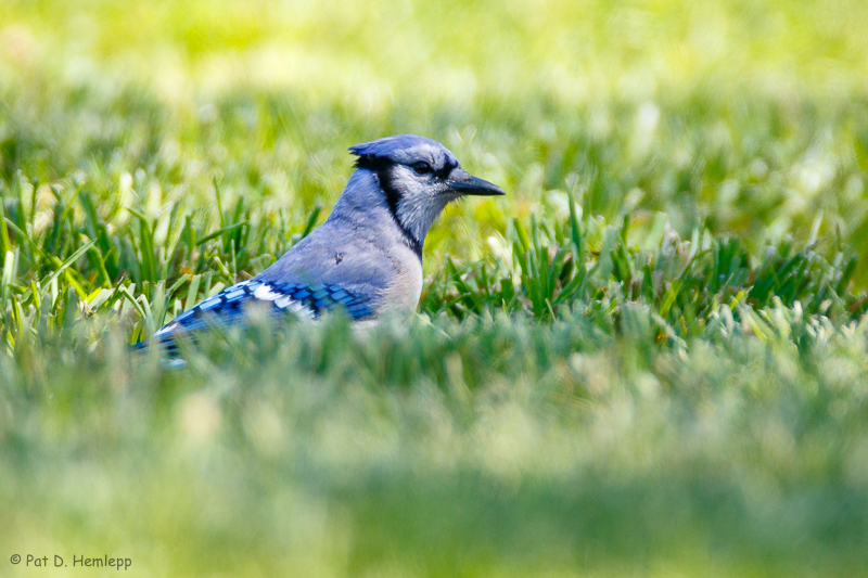 In the grass
