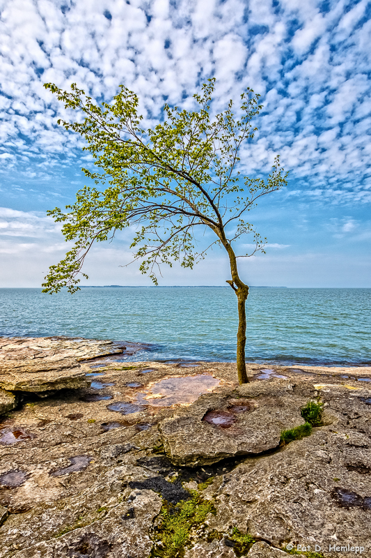 Bent tree